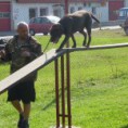 /album/agility/agi-25-9-006-150x150-1-jpg/